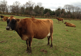 Cows